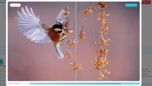 Lossy vs Lossless Compression: Comprehensive Analysis - ShortPixel Blog